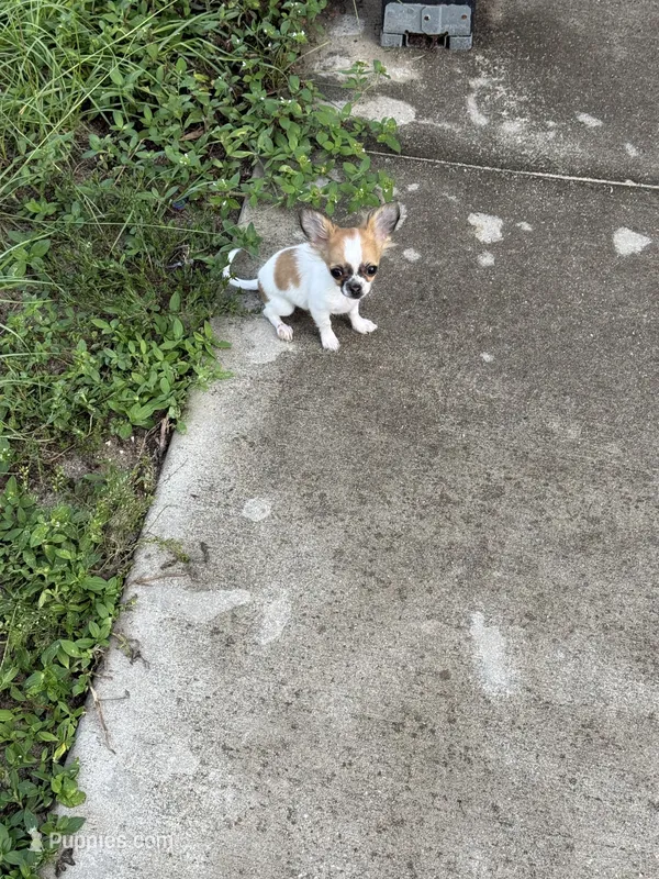 Puppy – Chihuahua puppy for sale in Clermont, FL