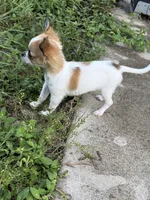 Puppy, a male Chihuahua for sale in Clermont, FL – 3 of 6