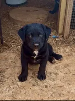 Blue, a female Australian Shepherd and Labrador Retriever for sale in Patrick Springs, VA – 2 of 3