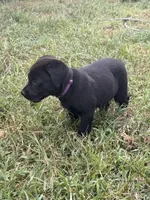 Purple, a female Australian Shepherd and Labrador Retriever for sale in Patrick Springs, VA – 2 of 3