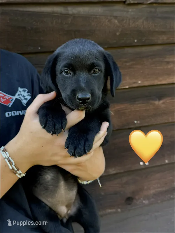 Yellow  – Australian Shepherd, Labrador Retriever puppy for sale in Patrick Springs, VA