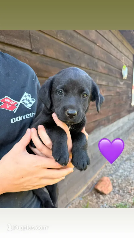 Purple – Australian Shepherd, Labrador Retriever puppy for sale in Patrick Springs, VA