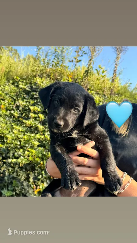 Blue – Australian Shepherd, Labrador Retriever puppy for sale in Patrick Springs, VA