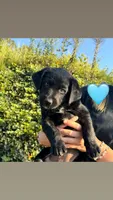 Blue, a female Australian Shepherd and Labrador Retriever for sale in Patrick Springs, VA – 1 of 3