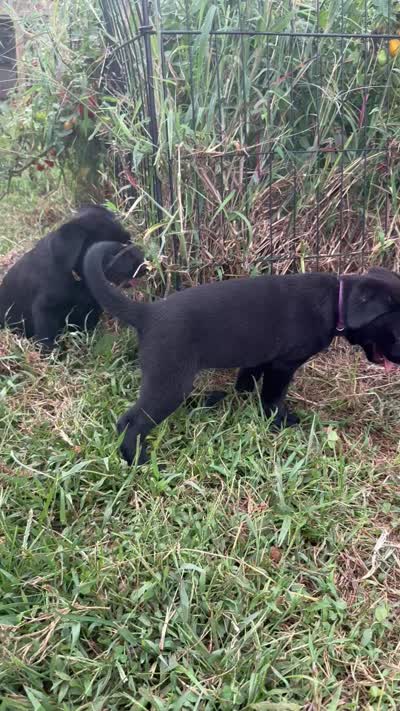 Purple, a female Australian Shepherd and Labrador Retriever for sale in Patrick Springs, VA – 3 of 3
