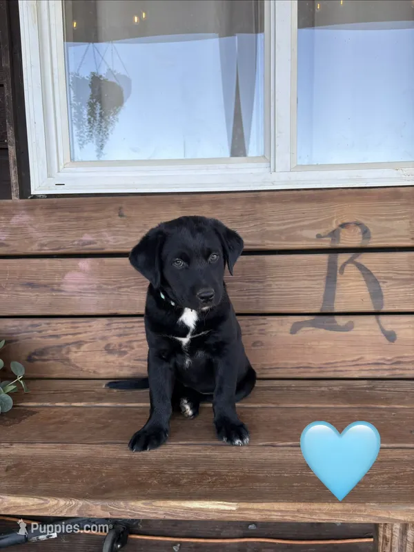 Blue – Australian Shepherd, Labrador Retriever puppy for sale in Patrick Springs, VA