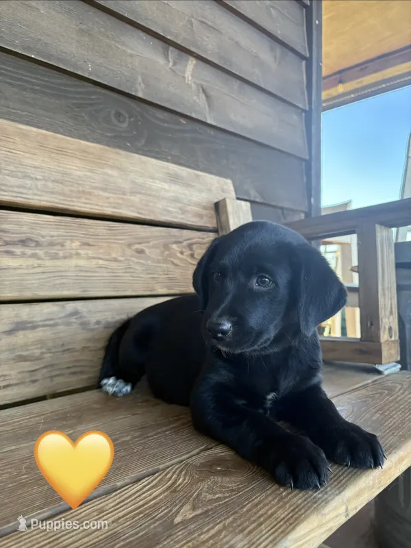 Yellow  – Australian Shepherd, Labrador Retriever puppy for sale in Patrick Springs, VA