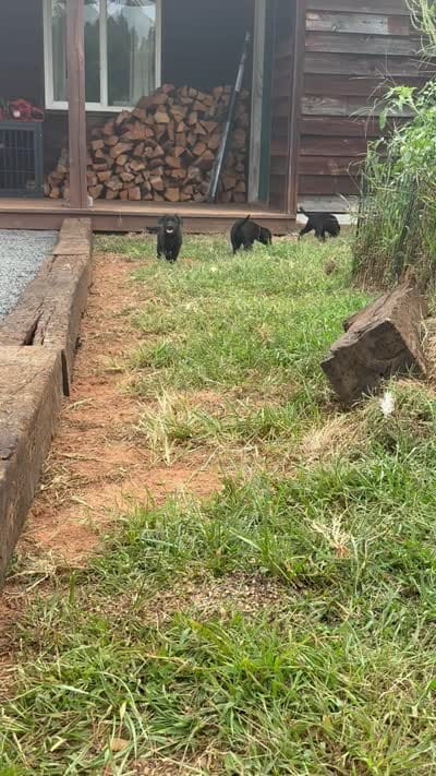 Blue, a female Australian Shepherd and Labrador Retriever for sale in Patrick Springs, VA – 3 of 3