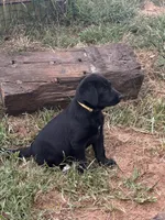 Yellow , a female Australian Shepherd and Labrador Retriever for sale in Patrick Springs, VA – 2 of 3