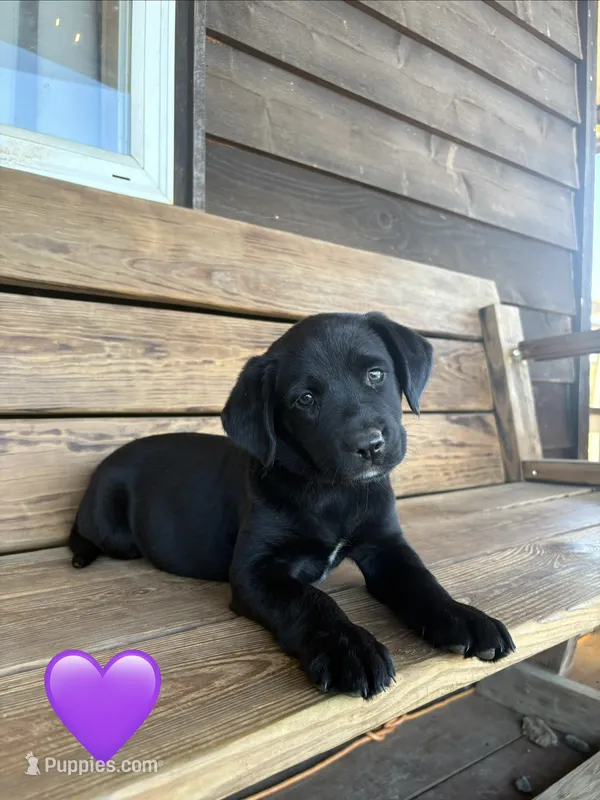 Purple – Australian Shepherd, Labrador Retriever puppy for sale in Patrick Springs, VA
