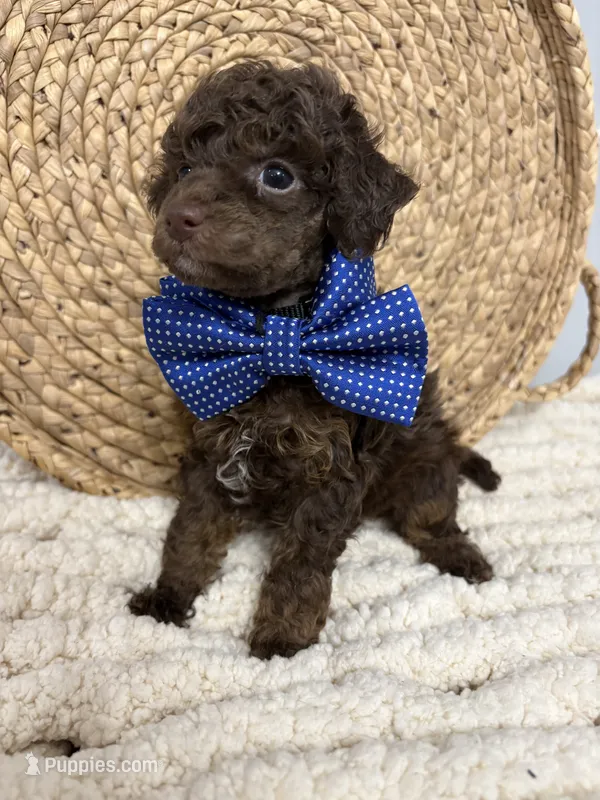 Oliver – Poodle - Miniature  puppy for sale in Calico Rock, AR