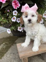 Pink collar , a female Miniature Goldendoodle for sale in Calico Rock, AR – 3 of 5