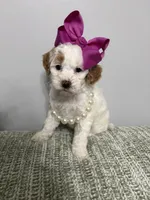 Pink collar , a female Miniature Goldendoodle for sale in Calico Rock, AR – 1 of 1