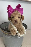 Rosie, a male Poodle - Toy  for sale in Calico Rock, AR – 3 of 3