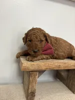 Red collar , a male Poodle - Miniature  for sale in Calico Rock, AR – Photo 2 of 2