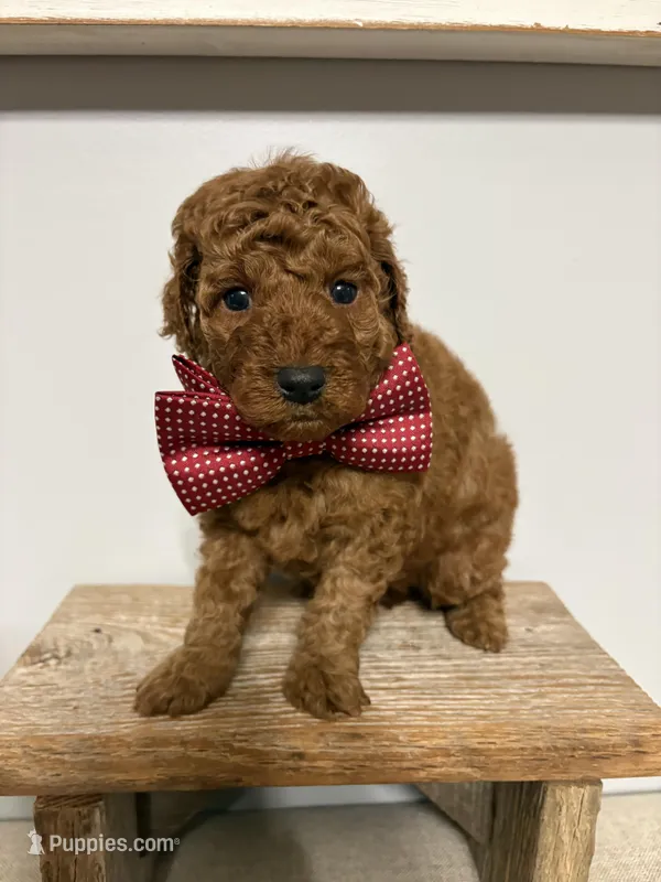 Red collar  – Poodle - Miniature  puppy for sale in Calico Rock, AR