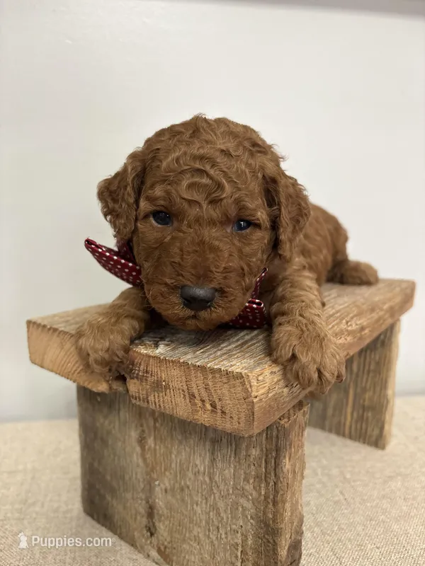 Red collar  – Poodle - Miniature  puppy for sale in Calico Rock, AR