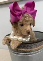Rosie, a male Poodle - Toy  for sale in Calico Rock, AR – 1 of 3