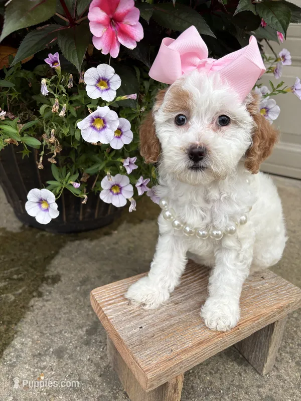 Pink collar  – Miniature Goldendoodle puppy for sale in Calico Rock, AR