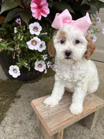 Pink collar , a female Miniature Goldendoodle for sale in Calico Rock, AR – 1 of 5