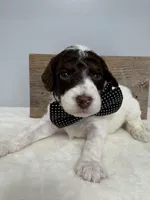 Brown collar male, a male Poodle - Miniature  for sale in Calico Rock, AR – Photo 1 of 4