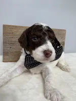 Brown collar male, a male Poodle - Miniature  for sale in Calico Rock, AR – Photo 3 of 4