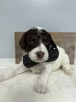 Brown collar male, a male Poodle - Miniature  for sale in Calico Rock, AR – Photo 4 of 4