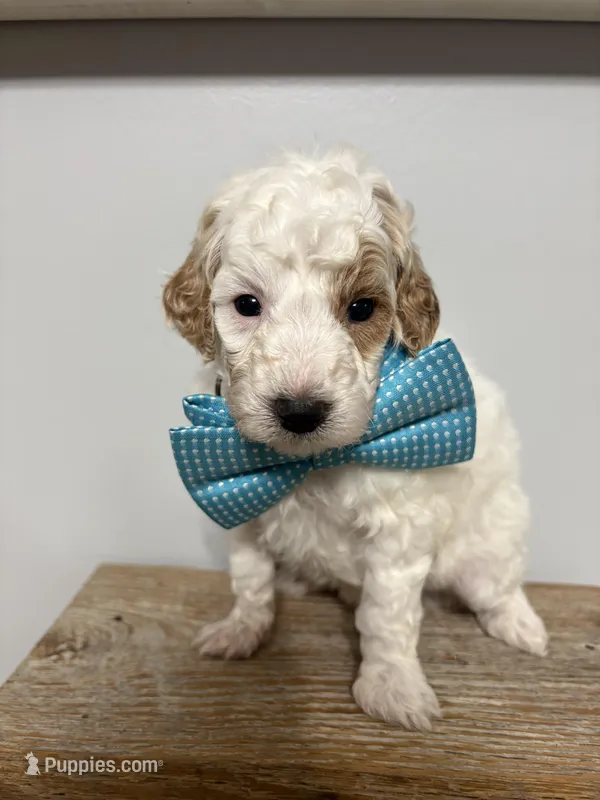 Blue collar  – Poodle - Miniature  puppy for sale in Calico Rock, AR