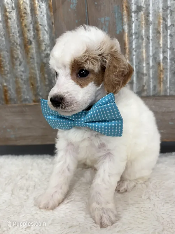 Blue collar  – Poodle - Miniature  puppy for sale in Calico Rock, AR