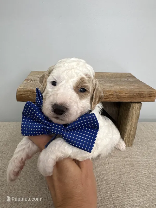 Blue collar  – Poodle - Miniature  puppy for sale in Calico Rock, AR