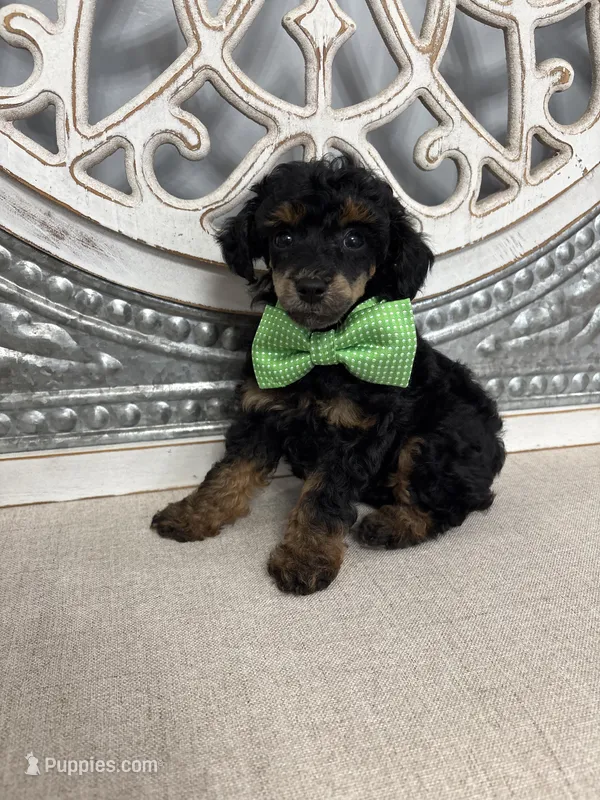 Oliver – Poodle - Miniature  puppy for sale in Calico Rock, AR