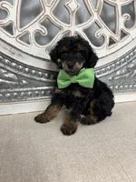 Oliver, a male Poodle - Miniature  for sale in Calico Rock, AR – 1 of 2