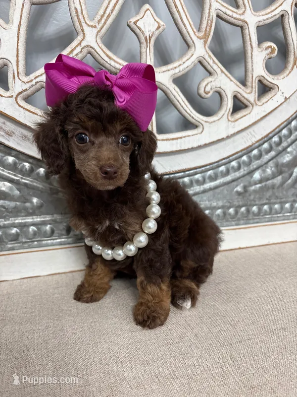 Belle  – Poodle - Miniature  puppy for sale in Calico Rock, AR