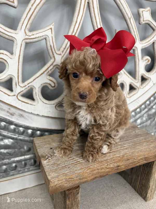 Red collar  – Poodle - Miniature  puppy for sale in Calico Rock, AR