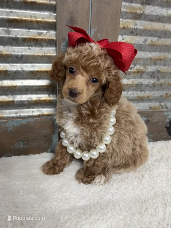 Red collar  – Poodle - Miniature  puppy for sale in Calico Rock, AR