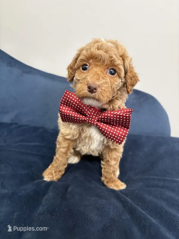 Red collar  – Poodle - Miniature  puppy for sale in Calico Rock, AR