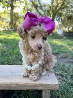 Rosie, a male Poodle - Toy  for sale in Calico Rock, AR – 2 of 3