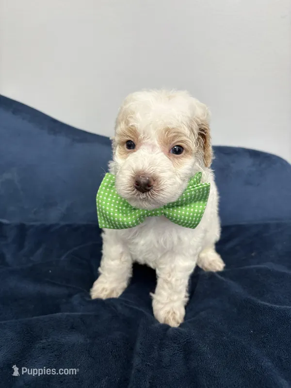 Green collar  – Poodle - Miniature  puppy for sale in Calico Rock, AR