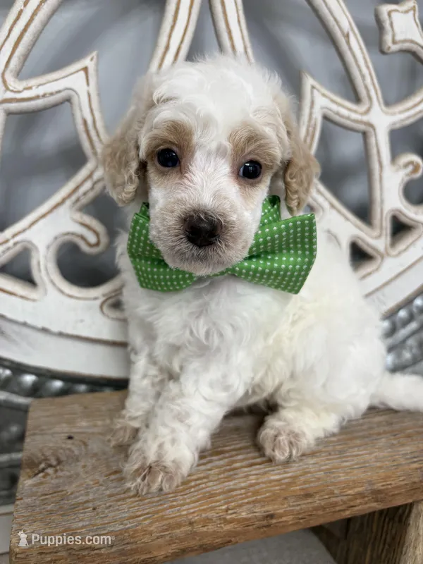 Green collar  – Poodle - Miniature  puppy for sale in Calico Rock, AR