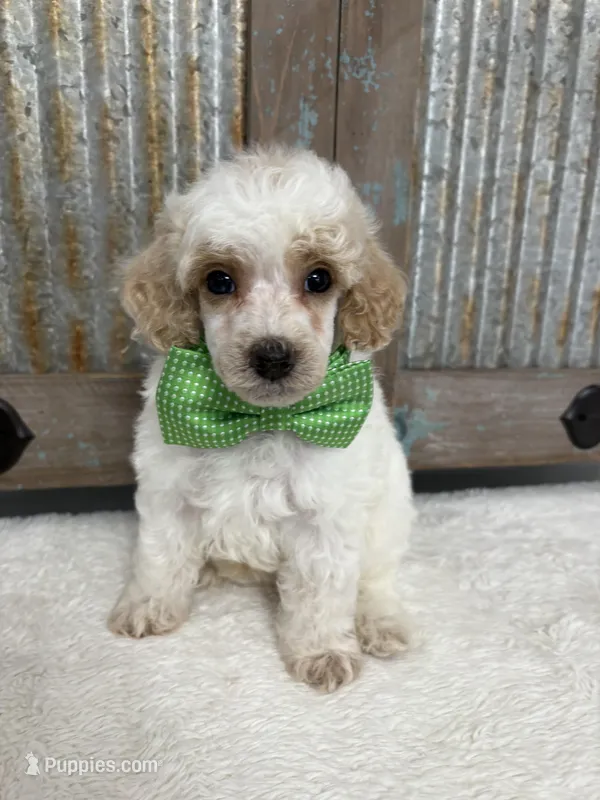 Green collar  – Poodle - Miniature  puppy for sale in Calico Rock, AR