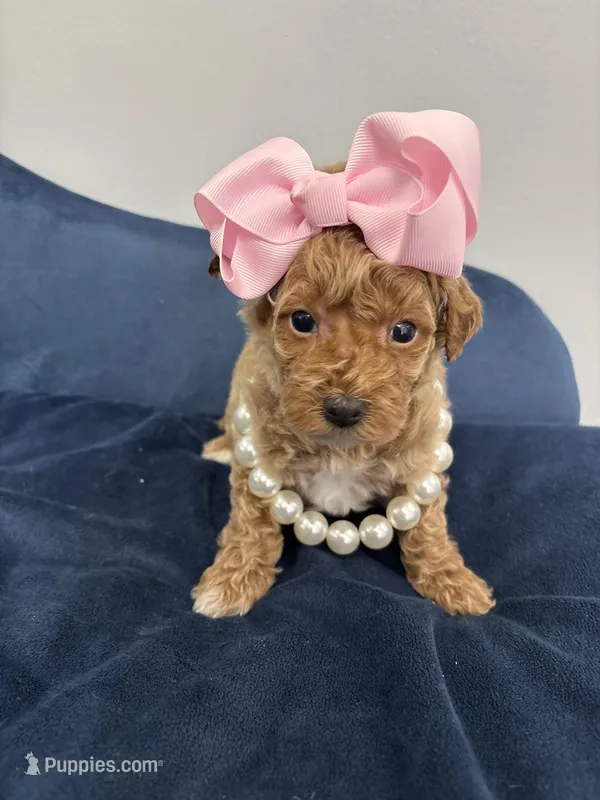 Pink collar  – Poodle - Miniature  puppy for sale in Calico Rock, AR