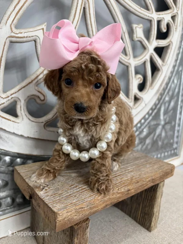 Pink collar  – Poodle - Miniature  puppy for sale in Calico Rock, AR