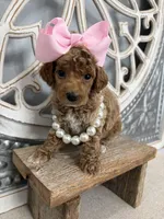 Pink collar , a female Poodle - Miniature  for sale in Calico Rock, AR – 1 of 1