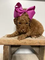 Purple collar , a female Poodle - Miniature  for sale in Calico Rock, AR – 1 of 1