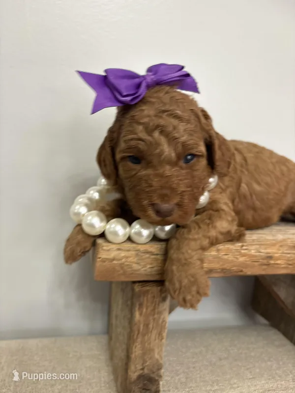 Purple collar  – Poodle - Miniature  puppy for sale in Calico Rock, AR