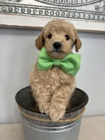 Rufus, a male Poodle - Toy  for sale in Calico Rock, AR – 4 of 4