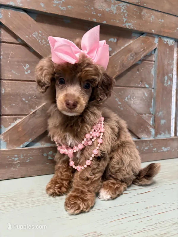 Pink collar brown Merle  – Poodle - Miniature  puppy for sale in Calico Rock, AR