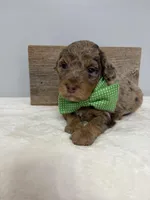 Green collar mini, a male Poodle - Miniature  for sale in Calico Rock, AR – Photo 2 of 3