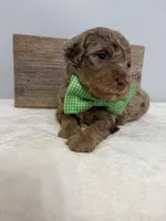 Green collar mini, a male Poodle - Miniature  for sale in Calico Rock, AR – Photo 3 of 3