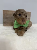 Green collar mini, a male Poodle - Miniature  for sale in Calico Rock, AR – Photo 1 of 3